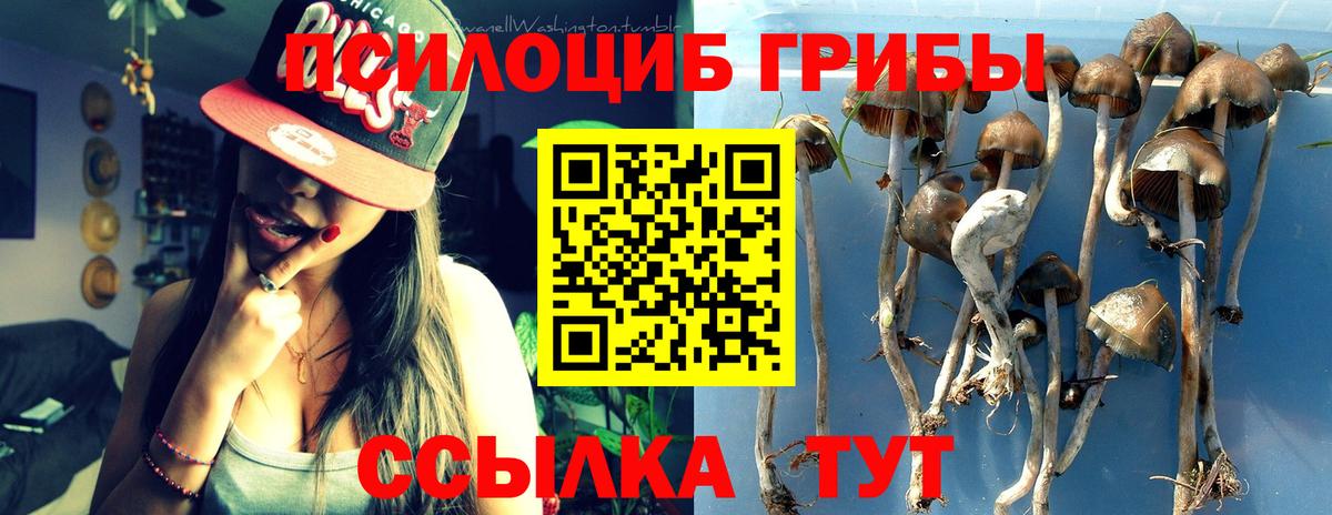 Тверь  купить наркотики сайты  Псилоцибиновые грибы Psilocybe  Вход с VPN  Псилоцибиновые грибы MAGIC MUSHROOMS 